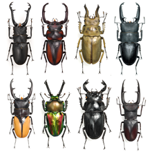 Stag Beetles of the World Swarm to TAKAO 599 MUSEUM During Silver Week!