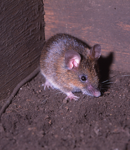 Apondemus argenteus (petite souris des champs japonaise)