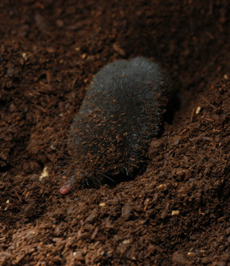 Urotrichus talpoides (Greater Japanese Shrew-mole)