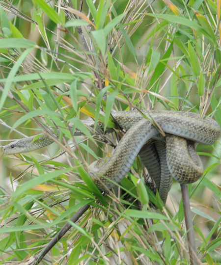 Elaphe climacophora (serpent de rat japonais)