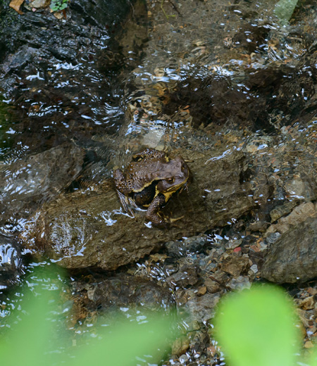 Bufo japonicus formosus (Eastern-Japanese Common Toad)