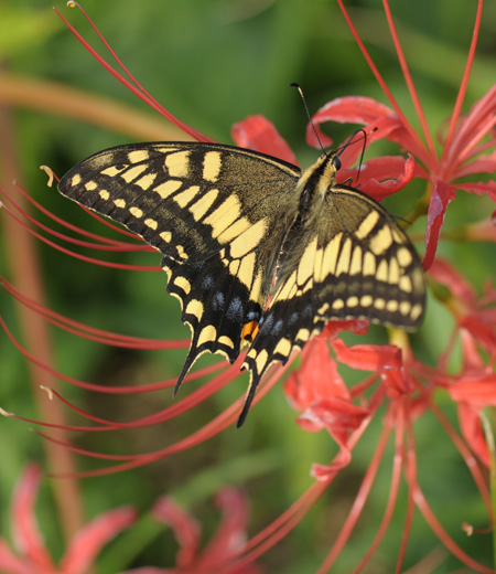 ผีเสื้อ Papilio machaon (Old World Swallowtail)
