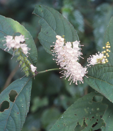 Keiskea japonica (Simobasira)