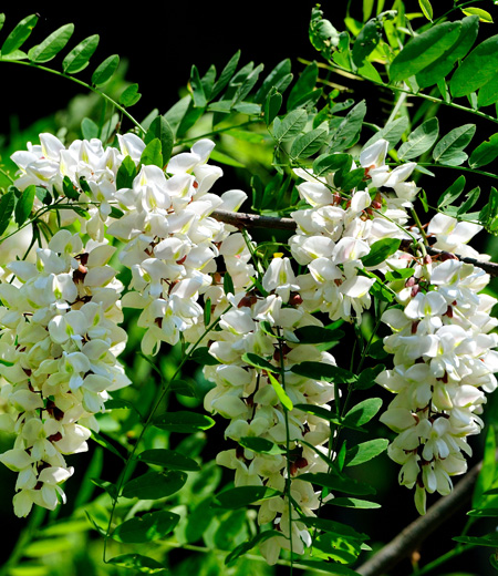 Robinia pseudoacacia / Robinier faux-acacia
