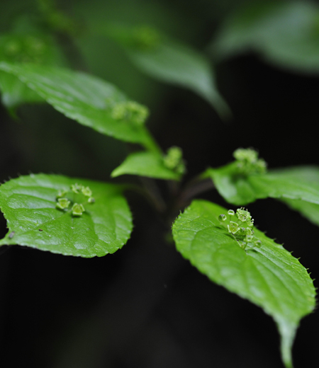 Helwingia Japónica