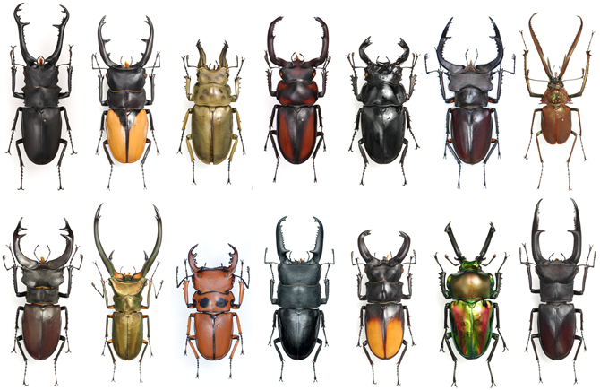 Stag Beetles of the World
