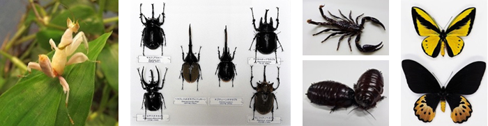 生きてる虫も展示！「世界のふしぎな虫展」