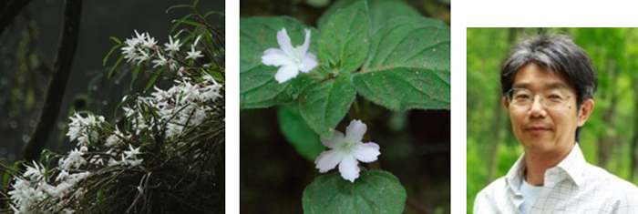 高尾山の花の撮影会」