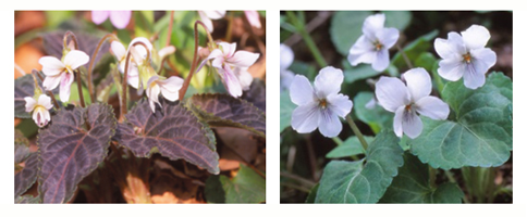 高尾山の花の観察会