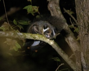 ナイトハイク候補2ムササビ_岡田個人写真(山外)5-4
