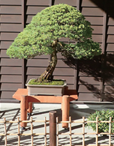 bonsai 2