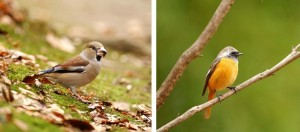 麓のバードウォッチング2026