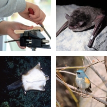 高尾599ミュージアム　2月～5月のイベント<br />「ミニ水生生物園」「高尾の昔話語り」「599ミニ企画展」「木工体験」「日本遺産ガイドツアー」「高尾の森と生き物たち展」「コウモリ入門講座」「高尾山ヨガ」