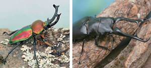 bugs1