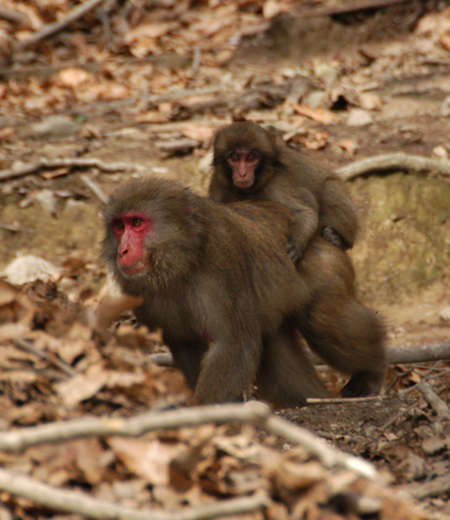 ลิงญี่ปุ่น  Macaca fuscata