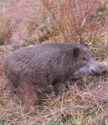 Sus scrofa leucomystax (sanglier japonais)