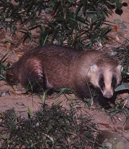 Meles meles anakuma (Japanese Badger)