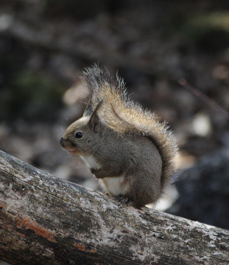 กระรอกญี่ปุ่น  Sciurus