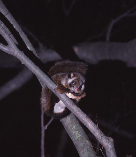 Petaurista leucogenys (L’Écureuil volant géant japonais)