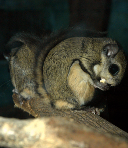 Pteromys momonga (Japanese Dwarf Flying Squirrel)