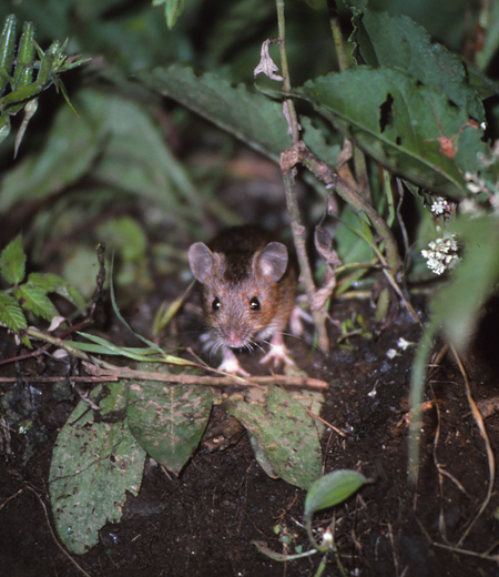 Apodemus speciosus (grande souris des champs japonaise)