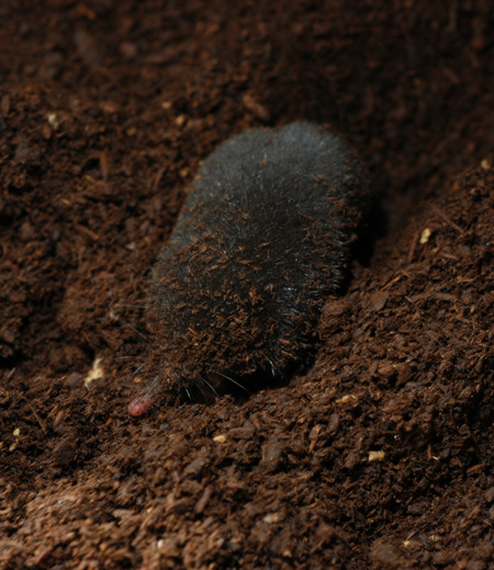 Urotrichus talpoides (plus grande Musaraigne-taupe japonaise)