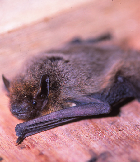 ค้างคาวญี่ปุ่น   Pipistrellus abramus