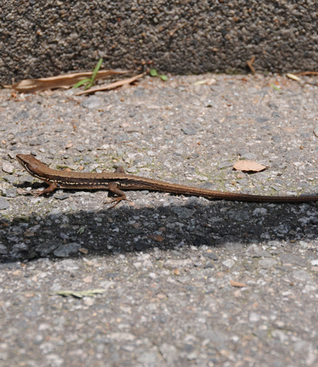 Takydromus tachydromoides (lézard japonais d’herbe)