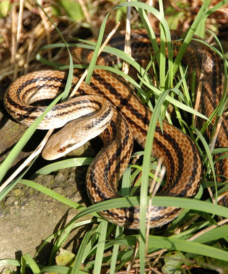 Elaphe quadrivirgata (serpent rayé japonais)