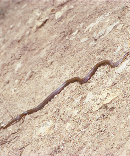 Elaphe conspicillata (serpent de rat de forêts japonais)