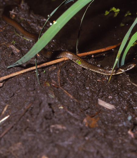 งูคีลแบ็ค keelback      Amphiesma vibakari vibakari