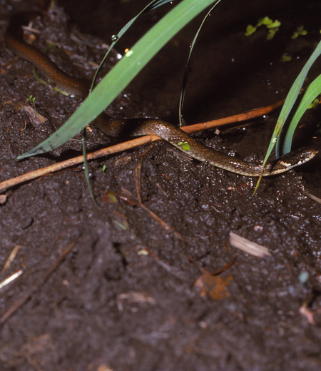 Amphiesma vibakari vibakari (Japanese Keelback)