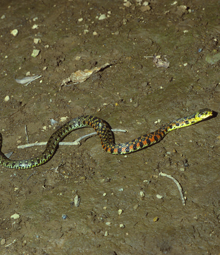虎斑颈槽蛇