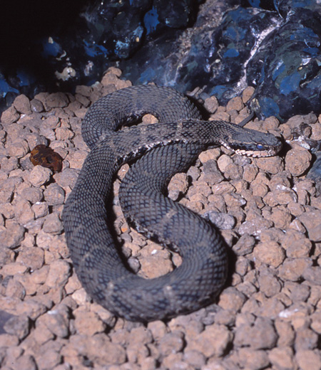 งู  Gloydius blomhoffii
