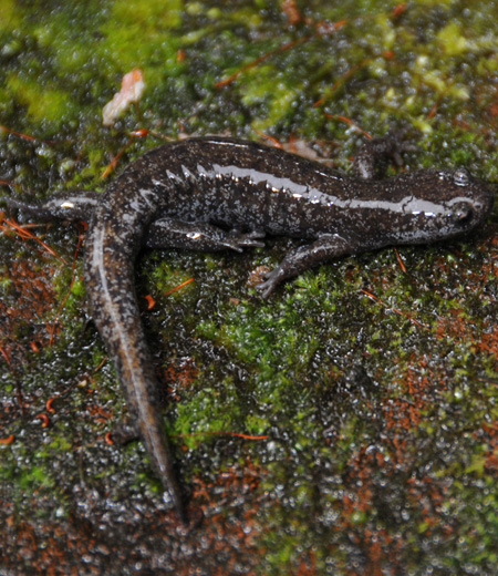 Hynobius tokyoensis (Tokyo Salamander)