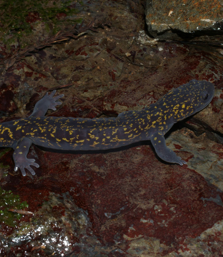 Hynobius kimurae (Hida Salamander)