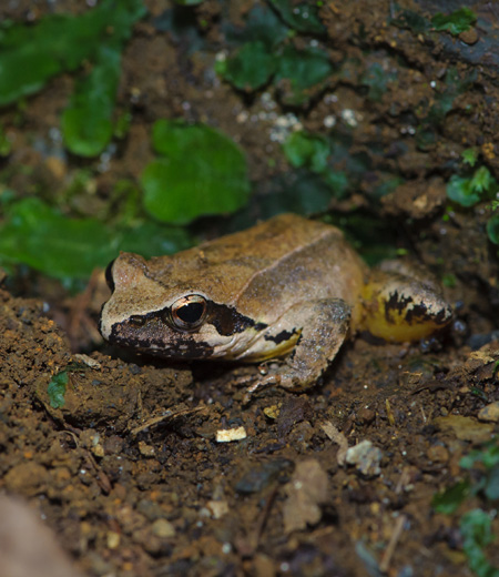 Rana ornativentris (grenouille brune de montagne)