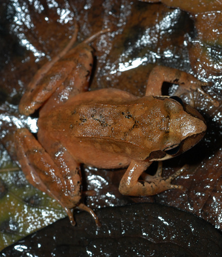 Rana tagoi (grenouille rousse de Tago)
