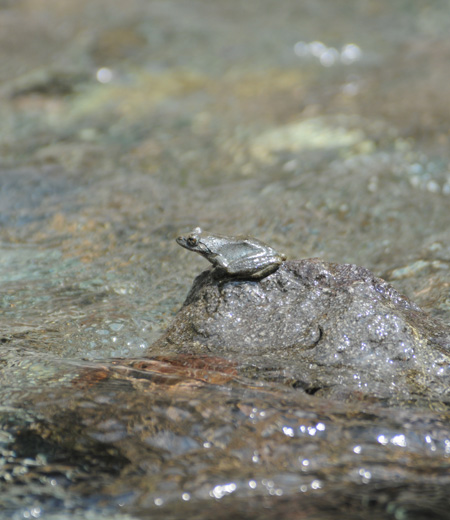 기생개구리(카지카가에루)