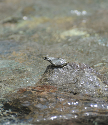 Buergeria buergeri (grenouille Kajika)