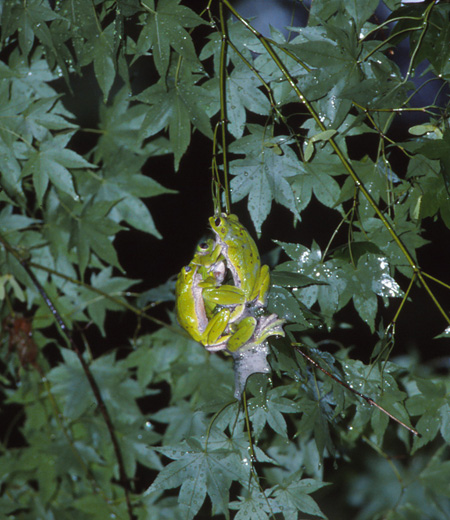 Rhacophorus arboreus (grenouille d’arbre verte de forêt)