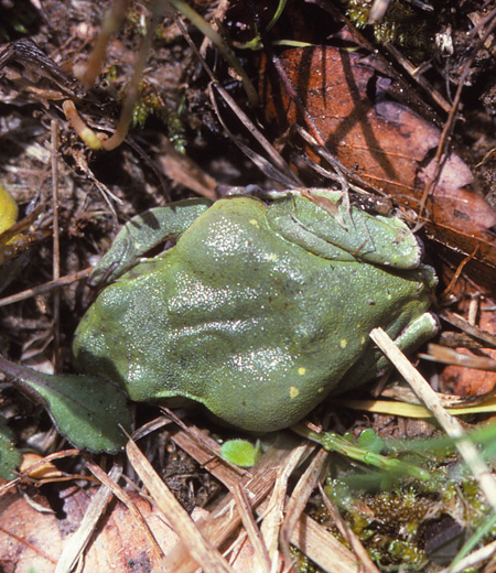 Rhacophorus schlegelii  (grenouille d’arbre  verte de Schlegel)