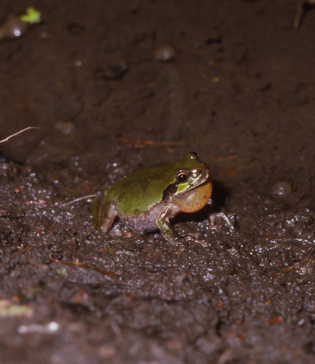 Hyla japonica (Japanese Tree Frog)