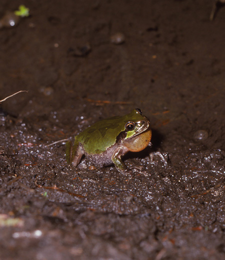 กบต้นไม้ญี่ปุ่น   Hyla japonica