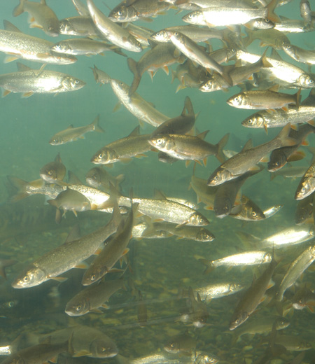 Tribolodon hakonensis (vairon d’eau douce)