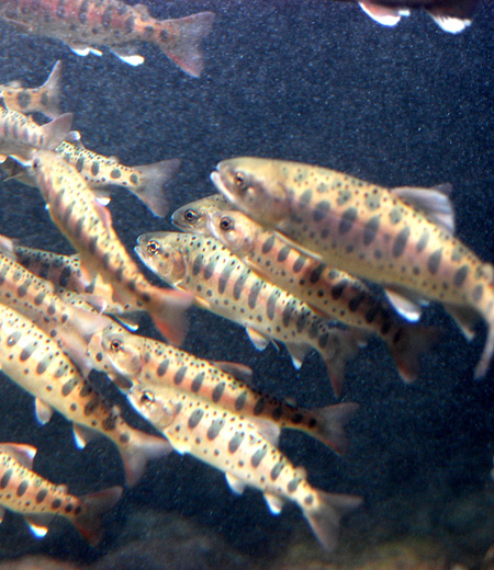 Oncorhynchus masou (Le saumon masou, ou Le saumon du Japon)