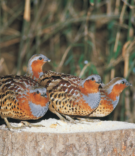 Bambusicola thoracica (La Bambusicole de Chine)