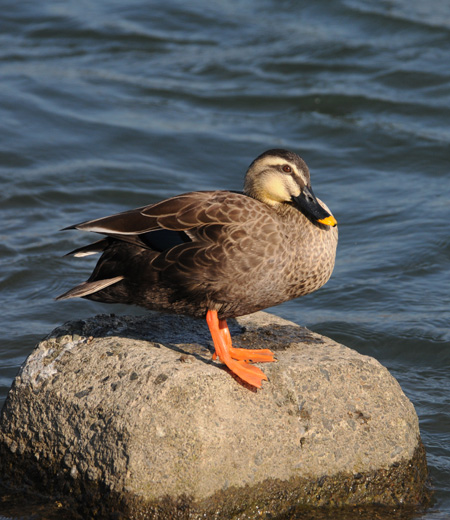 Anas poecilorhyncha (Le Canard à bec tacheté)