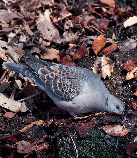 Streptopelia orientalis (La Tourterelle orientale)