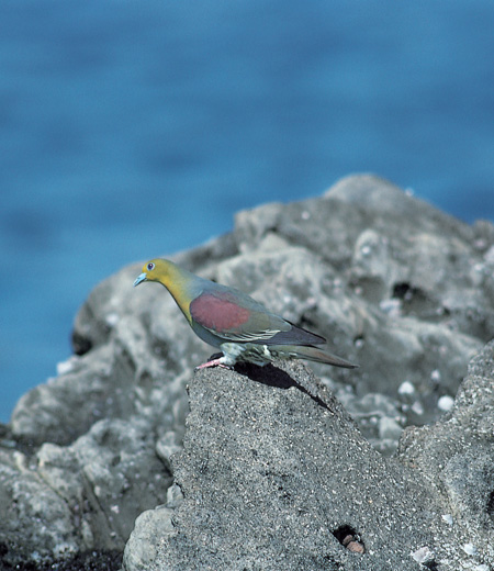 Sphenurus sieboldii (Japanese Green Pigeon)